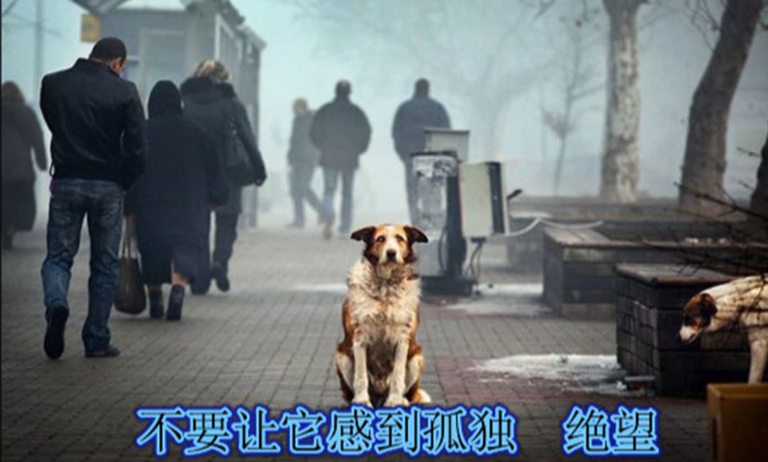 定西定西爱影圈微博微信转发案例